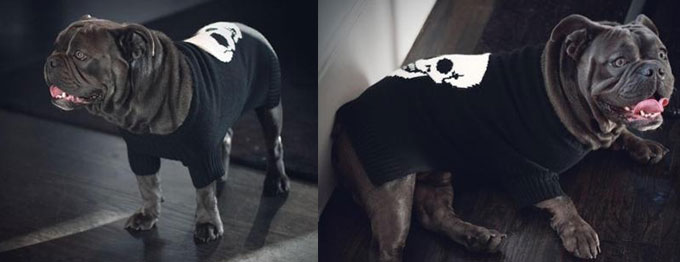 dogcashmere